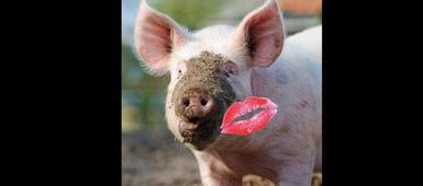 NCS Administrator to Kiss a Pig